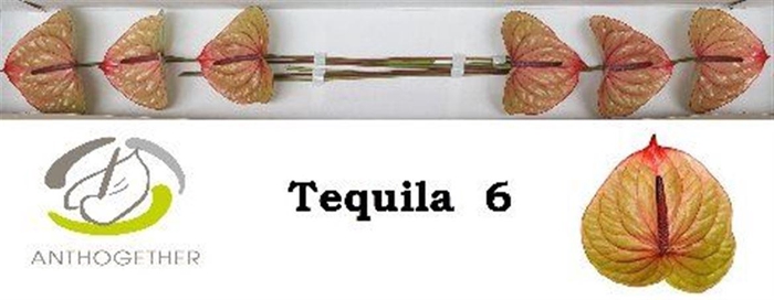 Anth A Tequila 6 Small Pack