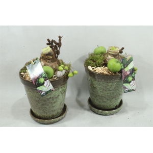 arr4 Amaryllis MBD113 - Ker. pot op schotel