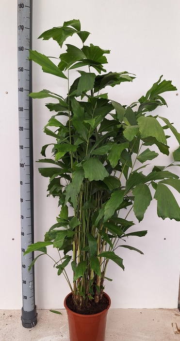 <h4>CARYOTA MITIS</h4>