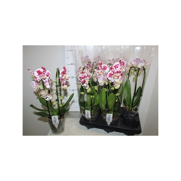 <h4>Phal El Cascade Muya Jardines 2 Branche 12+</h4>