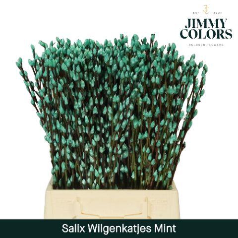 <h4>Salix Katjes L50 Mint green</h4>