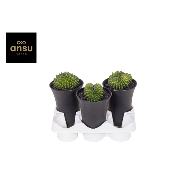 <h4>Gymno Cactus 'Spineless' XXL</h4>