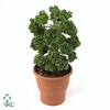 .Pelargonium graveolens lemon tree