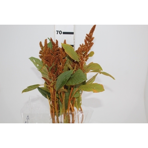 AMARANTHUS DOURADO 070 CM