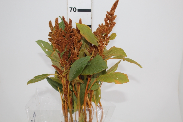 <h4>AMARANTHUS DOURADO 070 CM</h4>