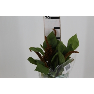 AMARANTHUS DOBRADO 060 CM BRONZE