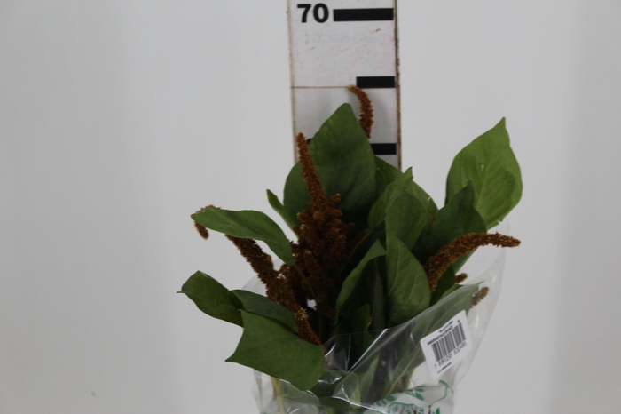 <h4>AMARANTHUS DOBRADO 060 CM BRONZE</h4>