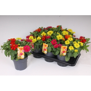 ZINNIA GEM