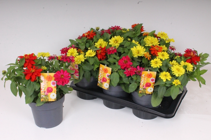 <h4>ZINNIA GEM</h4>