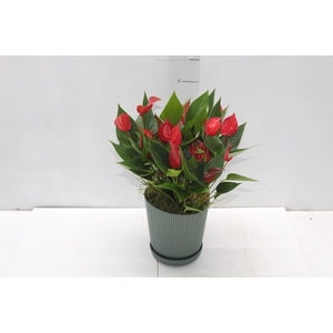 COQ. PLANTAS ORN. T6