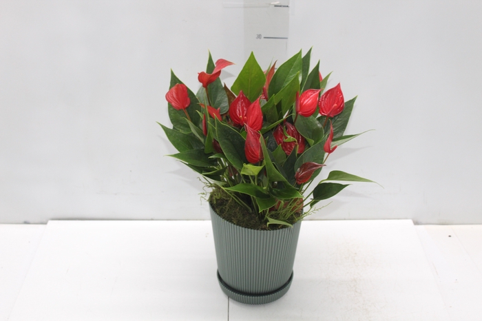 <h4>COQ. PLANTAS ORN. T6</h4>