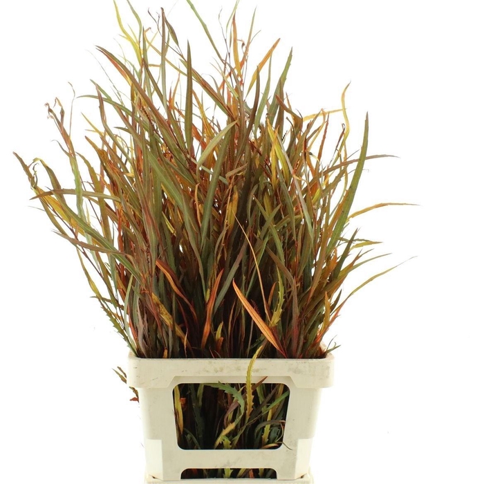 <h4>DECOGROEN OV KLB H%</h4>