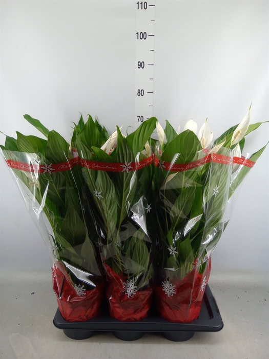 <h4>Spathiphyllum  'Bingo Cupido'</h4>