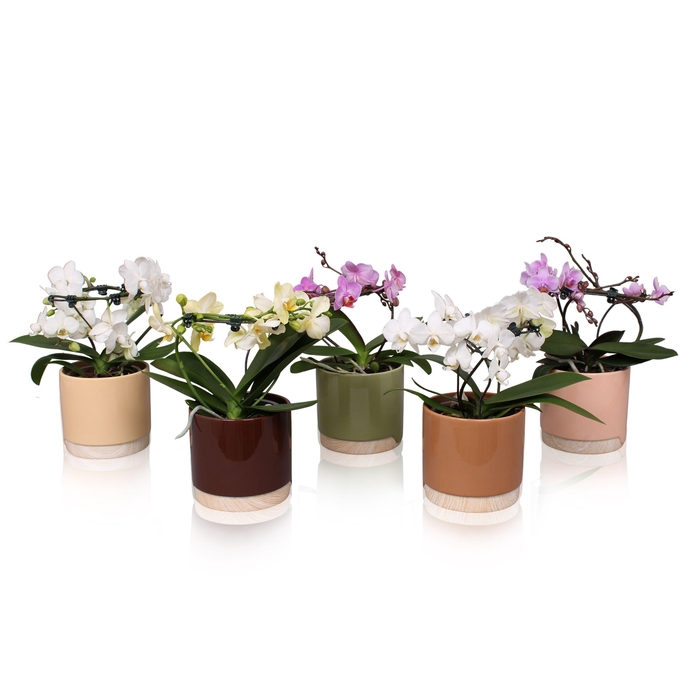 <h4>Phal. Multi vorm mix "Blossoming Beauty" in BGC981</h4>