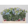 Oxypetalum Tweedia Blue