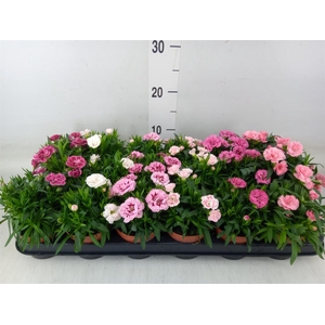 Dianthus  'Oscar'   ...mix