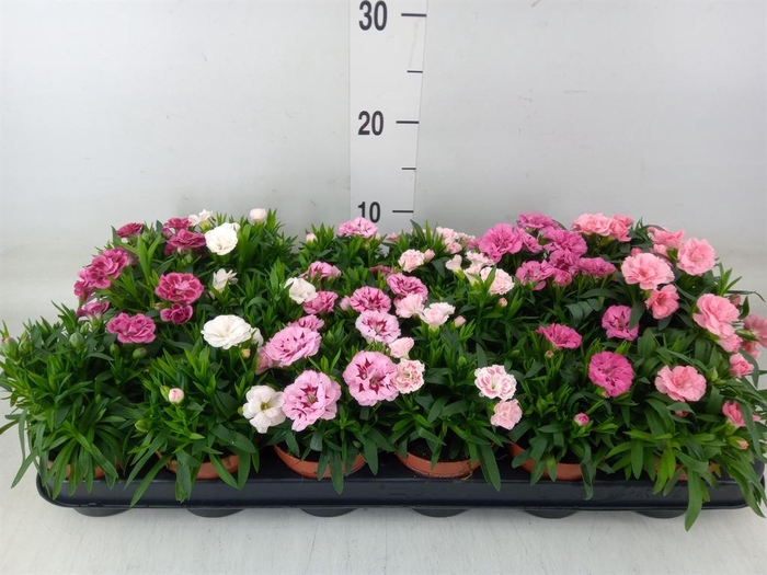 <h4>Dianthus  'Oscar'   ...mix</h4>