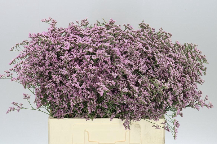 <h4>Lim. Saf Oshi Pink</h4>