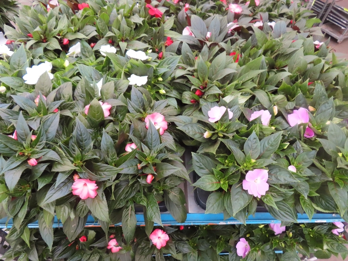 <h4>IMPAT NG MIXK 4 KL</h4>