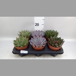 Echeveria   ...mix