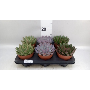 Echeveria   ...mix