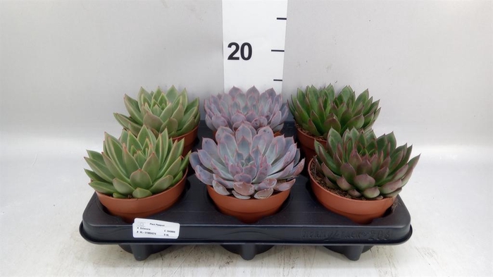 <h4>Echeveria   ...mix</h4>
