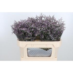 Limon Safora Lilac