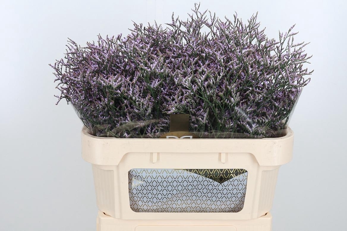 <h4>Limon Safora Lilac</h4>