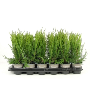 Juniperus scopulorum Blue Arrow