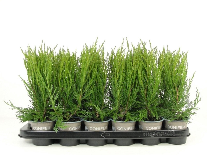 <h4>Juniperus scopulorum Blue Arrow</h4>