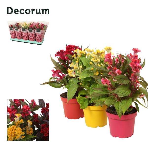 <h4>Celosia argentea Hot Topic gemengd</h4>