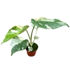 Monstera deliciosa Thai Constellati