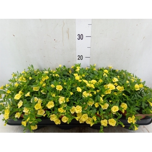 Calibrachoa  'Minifam Dbl Lemon'