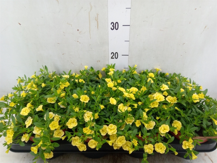 <h4>Calibrachoa  'Minifam Dbl Lemon'</h4>