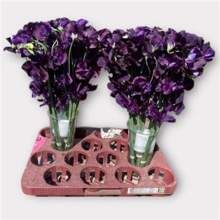 <h4>Lathyrus Navy Purple</h4>