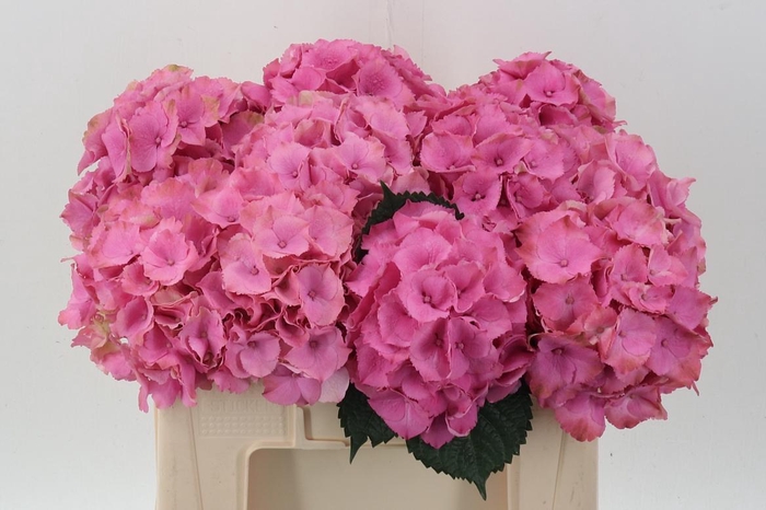 <h4>Hydr M Roy Palace</h4>