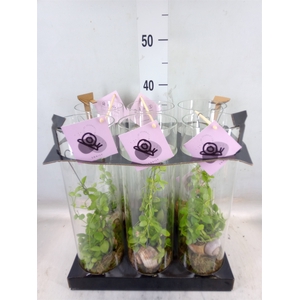 Arr.  Dischidia