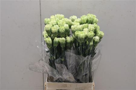 <h4>Di St Goblin</h4>