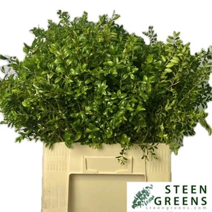 BUXUS SEMP BS