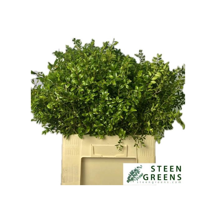 <h4>Buxus Semp Bs</h4>