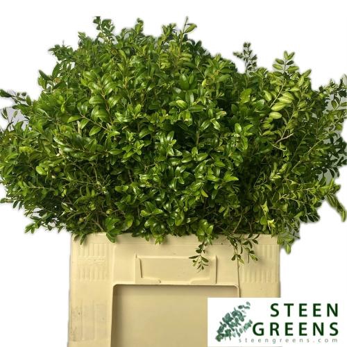 <h4>BUXUS SEMP BS</h4>