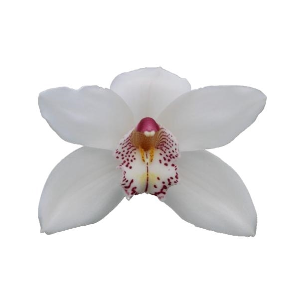 <h4>Cymbidium Tak VENEZIA</h4>