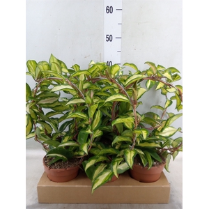 Hoya carnosa 'Suzie Q'