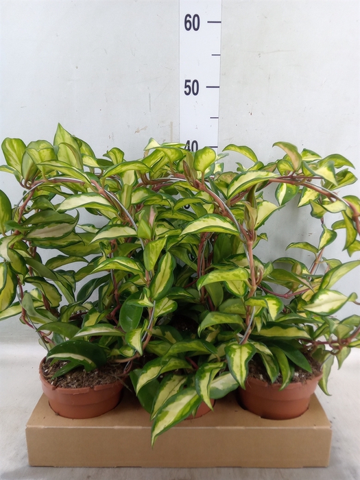 <h4>Hoya carnosa 'Suzie Q'</h4>