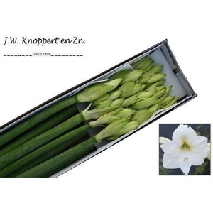 Hippeastrum mont blanc