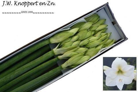 <h4>Hippeastrum mont blanc</h4>