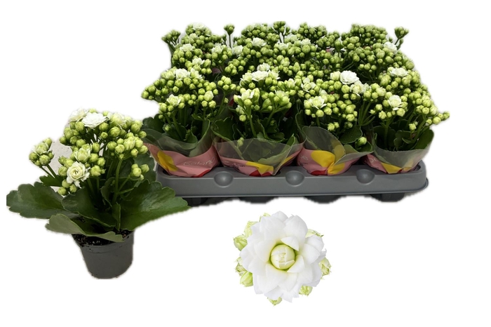 <h4>KALAN CALAN WHITE GRETA P6</h4>