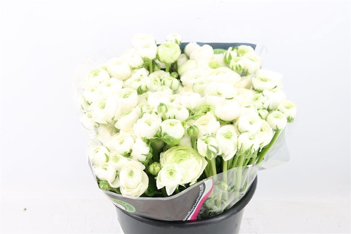 <h4>Ran Elegance White</h4>