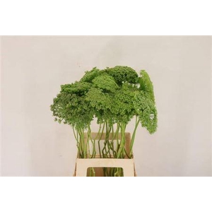 Ammi Vis Green Mist