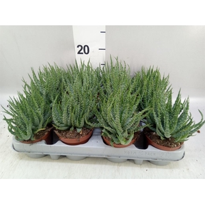 Aloe humilis